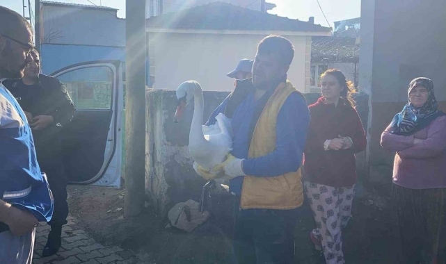 Yaralı bulunan peçeli baykuş ve kuğu jandarma tarafından koruma altına alındı