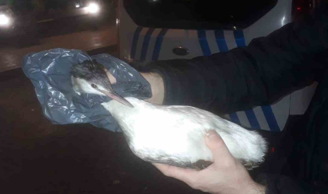 Yaralı karabatak kuşuna polis şefkati