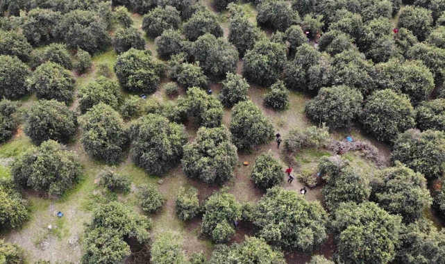 46 şehirden gelen 200 gönüllü enkaz kentte narenciye hasadında