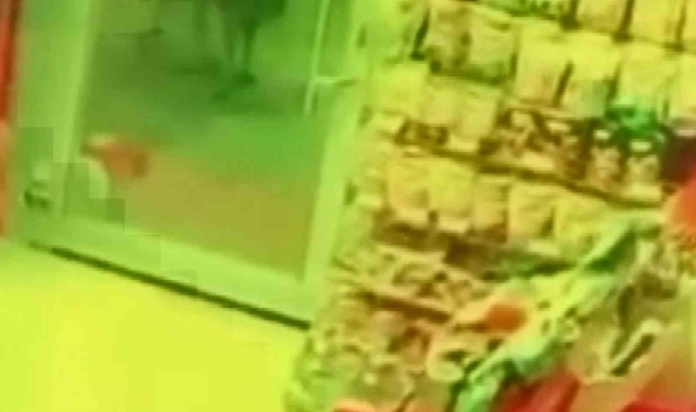 Aç kalan kurt, köpeğe saldırdı