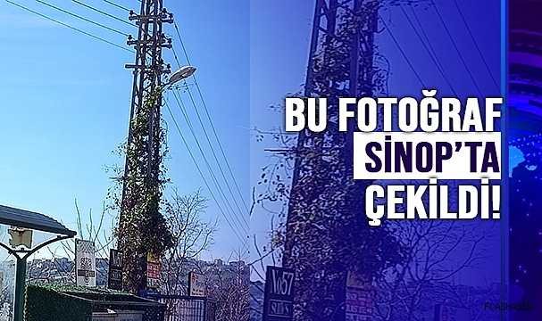 AĞAÇ DEĞİL ELEKTRİK DİREĞİ!
