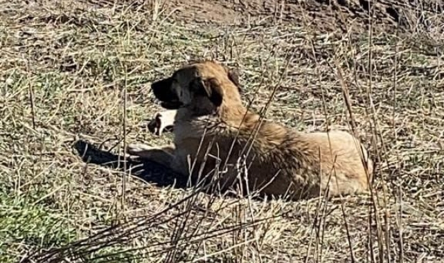 Ahıra giren başıboş köpekler 11 büyükbaş hayvanı telef etti