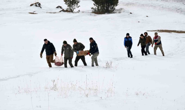 Ardahan'da yaban hayatı için araziye yem bırakıldı