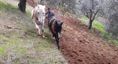 Aydın'ın dağlarında atlar, çiftçinin imdadına yetişiyor
