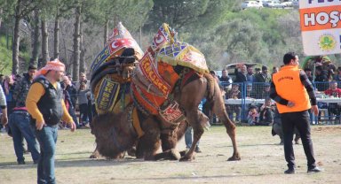 Başkan Güler'den deve güreşine davet