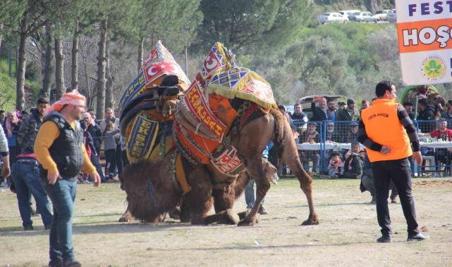 Başkan Güler'den deve güreşine davet