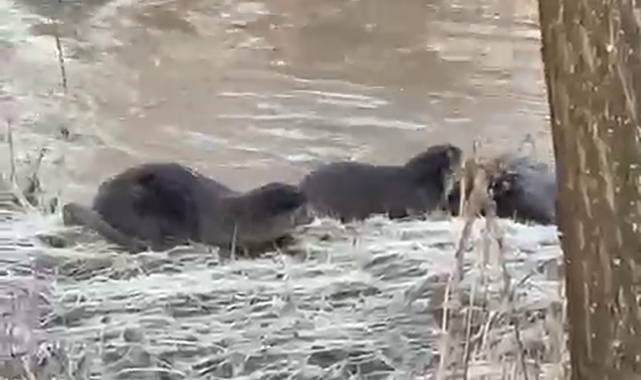 Biri bile görülemezken üçü bir arada görüntülendi
