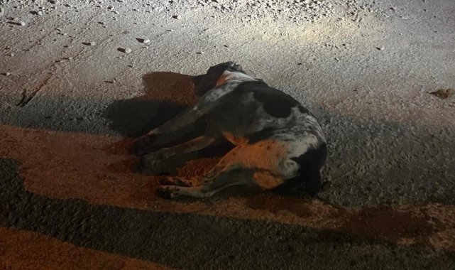 Bodrum'da kedi ve köpekler zehirlendi