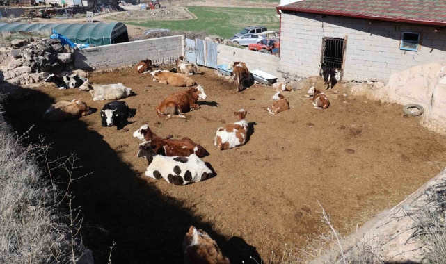 Boğanın saldırdığı oğlunu kurtaran ancak kendi kurtulamayan yaşlı adam toprağa verildi