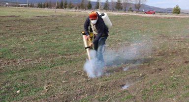 Bu ilçedeki çiftçilerin başı farelerle dertte