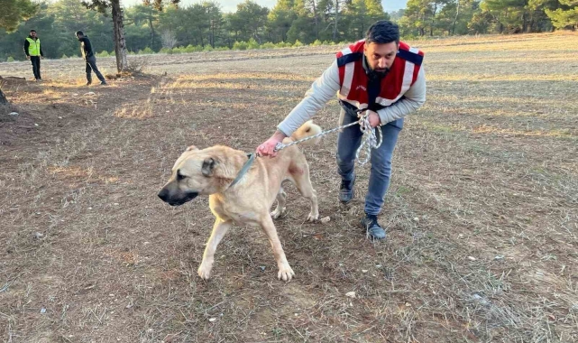 Burdur'da köpek dövüşü yaptıranlara yönelik operasyon görüntüleri ortaya çıktı