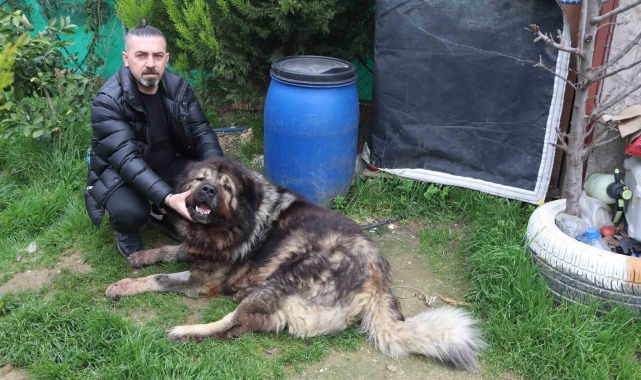 Çalamadığı köpeği pompalı tüfekle vurdu