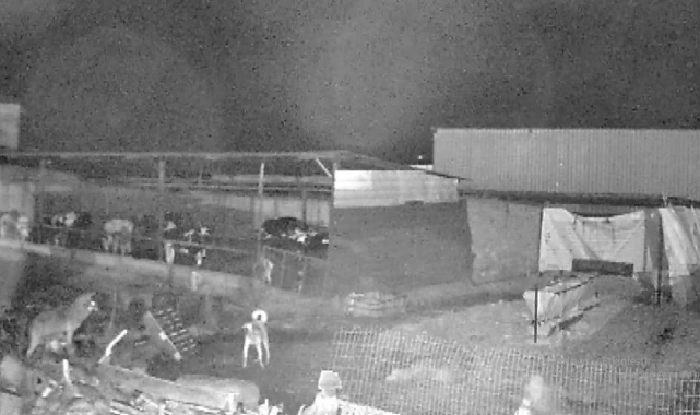 Edirne'de kurt saldırısı kamerada