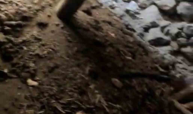 Eğil'de kerpiç ahırın tavanı çökmesi sonucu 3 keçi telef oldu