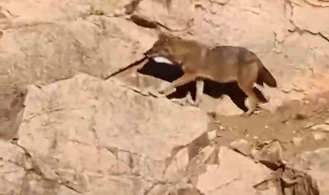 Gümüşhane'de kurtlar ana yola kadar indi