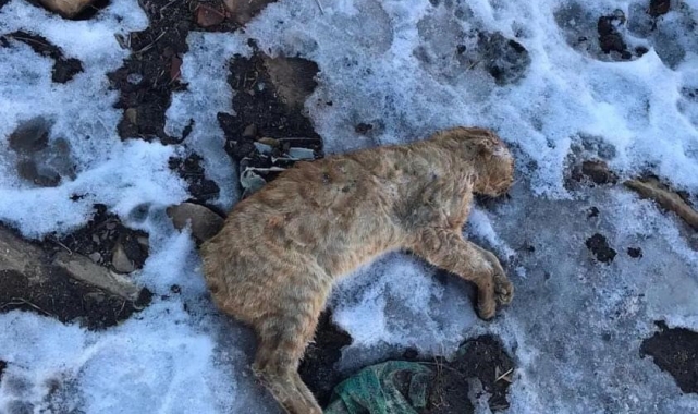 Gümüşhane'de kuyruğu ve kulakları kesilerek boş araziye atılan kedi tepkilere neden oldu