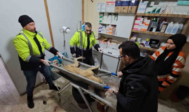 İki sokak köpeğini silahla yaralayan şahıs yakalandı