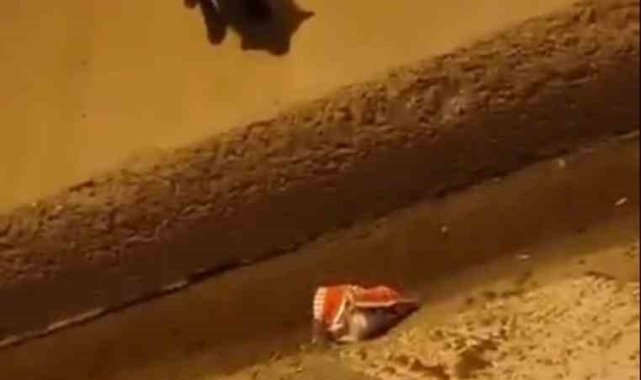 İstanbul'da güldüren anlar kamerada: Tilkileri öpücükle yanına çağırdı