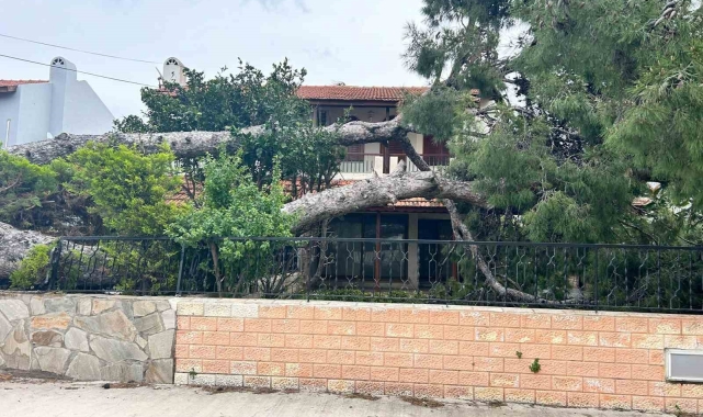 İzmir Çeşme'de dev ağaç evin bahçesine devrildi