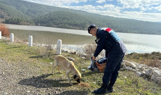Jandarma bin 665 sokak hayvanına sahip çıktı