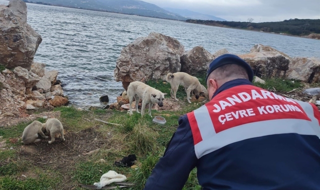 Jandarma sokak hayvanlarını yalnız bırakmıyor