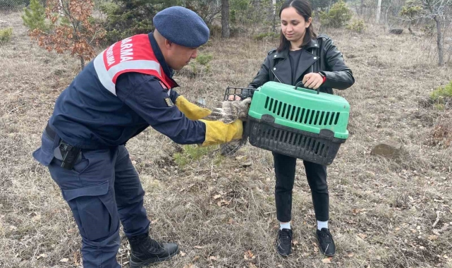 Jandarmanın bulduğu yaralı baykuş tedaviye alındı