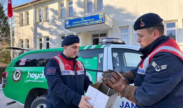 Jandarmanın yaralı halde bulduğu kızıl şahin koruma altına alındı
