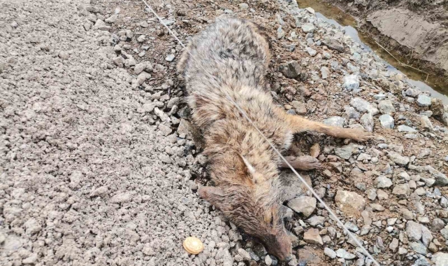 Kahramanmaraş'ta yaralı çakal kurtarıldı
