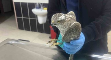 Kars'ta güçten düşen atmaca tedavi altına alındı