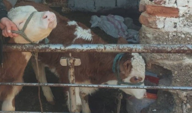 Kaybolan buzağıları jandarma ekipleri bularak sahibine teslim etti