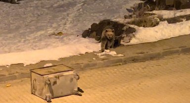 Kış uykusundan uyanan boz ayılar yiyecek bulmak için ilçe merkezine indi