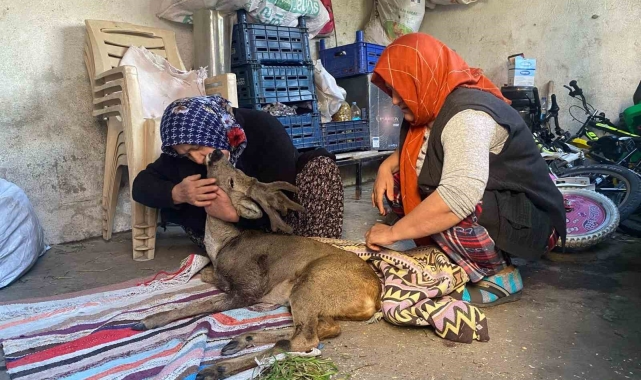 Köpeklerin saldırdığı karacaya aile şefkati