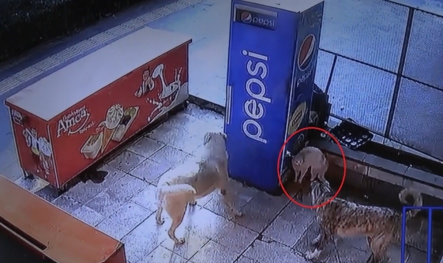 Mama bekleyen kedinin köpeklerle kavgası kamerada