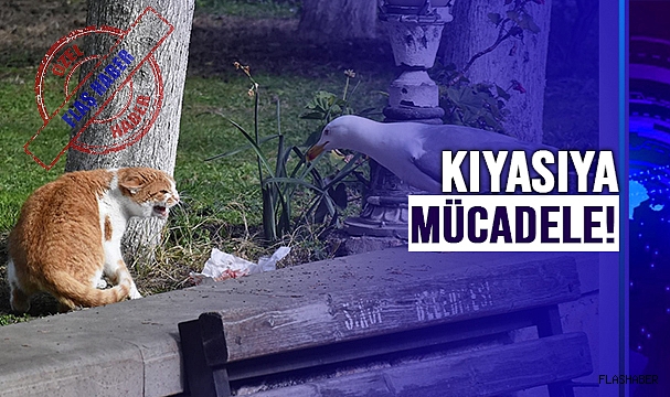 MARTININ FENDİ KEDİYİ YENDİ!