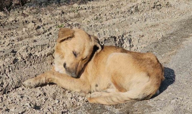 Milletvekili Ekmekci'den ölüme terk edilen köpeklerle ilgili açıklama:
