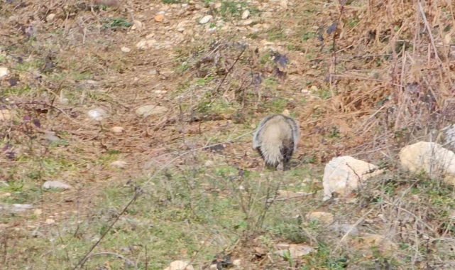 Nesli tehlike altında olan porsuk Kastamonu'da görüntülendi