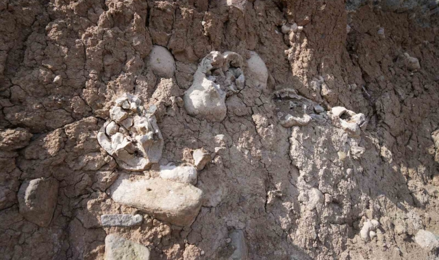 Niğde'deki dinozor fosili sanılan oluşumlar traverten taşı çıktı
