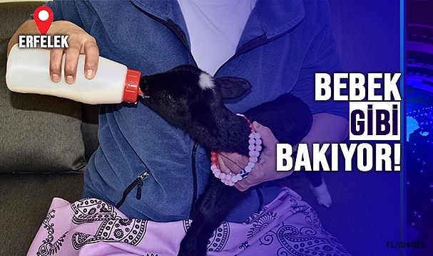 ÖKSÜZ KUZULARA ANNE ŞEFKATİ!