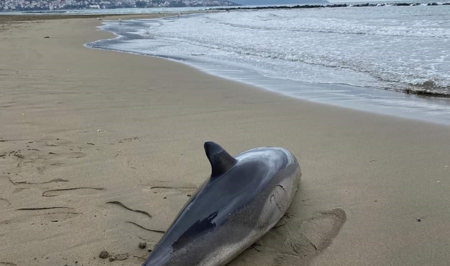 Ordu'da ölü yunus balığı sahile vurdu