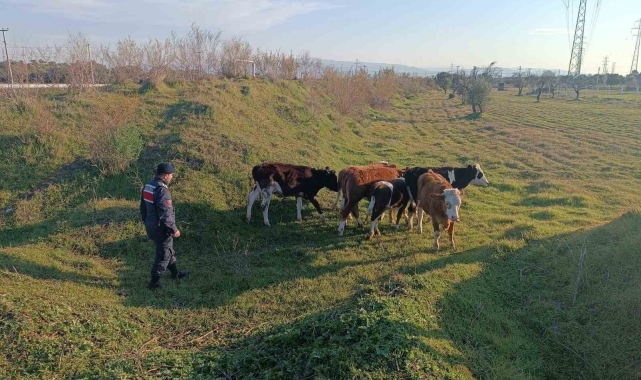 Otlarken kaybolan 6 büyükbaş hayvanı, jandarma buldu