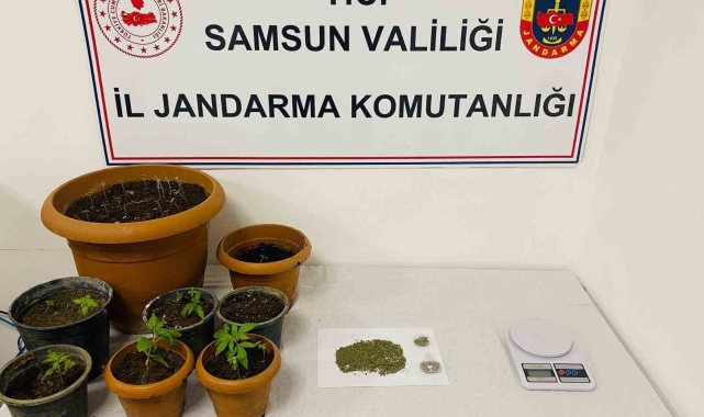 Samsun'da 40 kök kenevir, 25 gram esrar ele geçirildi