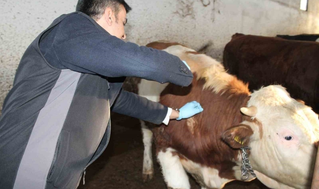 Şap aşılama kampanyası başladı
