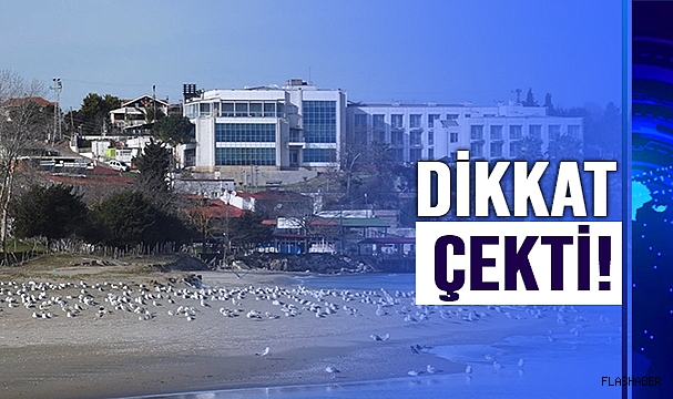SİNOP SAHİLLERİNDE MARTI İSTİLASI!
