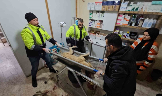 Tüfekle vurulan köpek hastane bahçesine sığındı