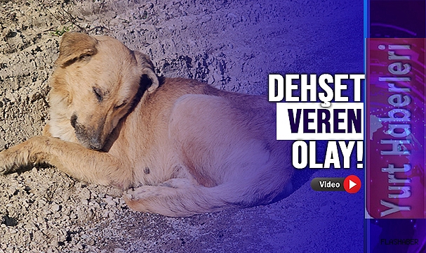 UYUŞTURULAN 10 KÖPEK ÖLÜME TERK EDİLDİ!