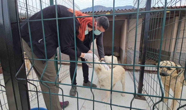 Uyuşturularak ölüme terk edilen köpekler sağlığına kavuştu