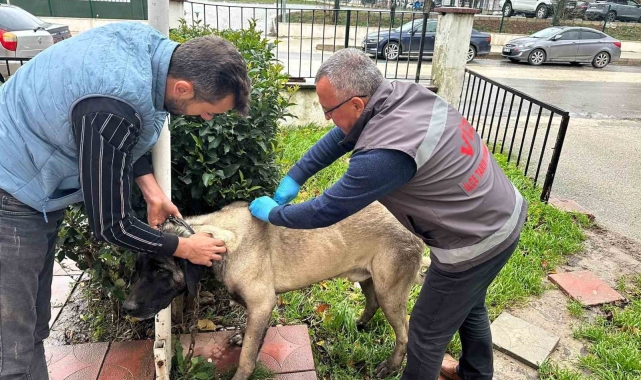 Vize'de kedi, köpek ve gelincikler kayıt altına alınıyor
