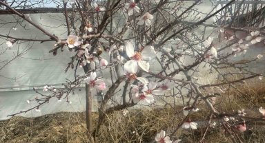 Yalancı bahara aldanan ağaçlar çiçek açtı