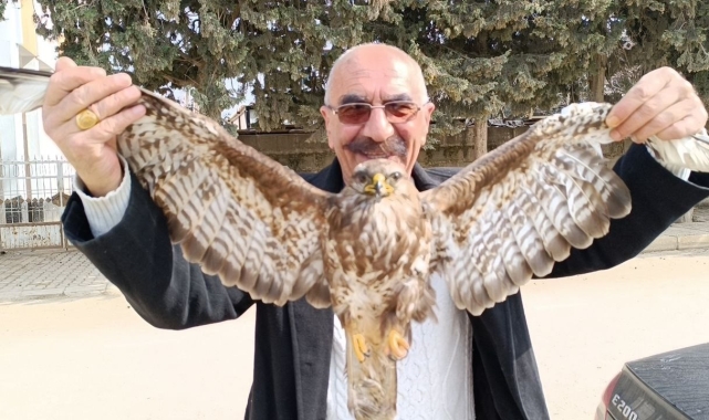 Yaralı bulunan kızıl şahin tedavi altına alındı