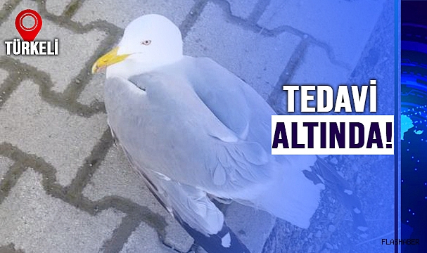 YARALI MARTIYA YARDIM ELİ!